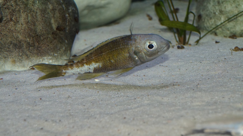 Ophthalmotilapia ventralis 'Kapampa'